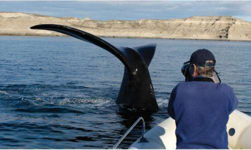 Avistaje de ballena