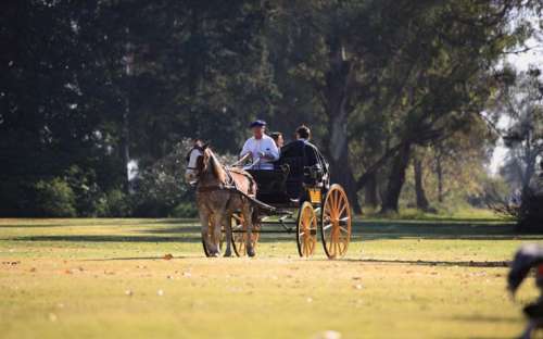 Carriage Rides