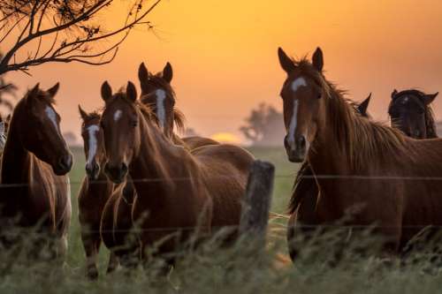 Caballos de la Estancia