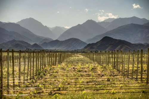 Vineyards